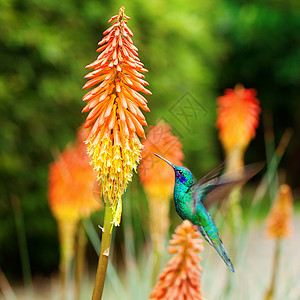 美丽的蓝绿色蜂鸟飞越热带橙色 f上空女性植物群背景花瓣日光红喉动物群生活阳光宏观图片