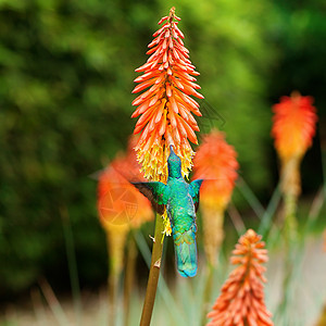美丽的蓝绿色蜂鸟飞越热带橙色 f上空动物群日光女性红喉生活花瓣宏观植物群阳光飞行图片