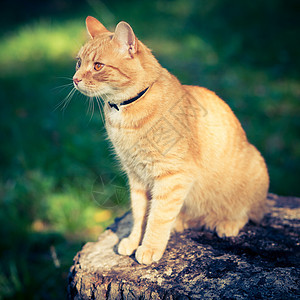 猫类毛皮虎斑动物宠物胡须条纹小猫耳朵头发猫咪图片