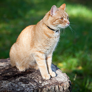 猫类条纹爪子耳朵眼睛动物小猫毛皮胡须宠物家庭图片