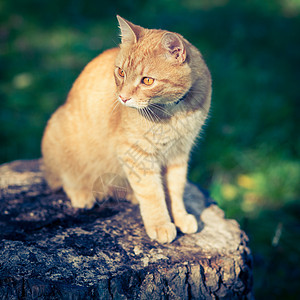 猫类猫咪小猫毛皮猫科动物爪子宠物头发眼睛虎斑耳朵图片