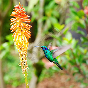 美丽的蓝绿色蜂鸟飞越热带橙色 f上空阳光翅膀植物群动物群花瓣移民女性日光草地树叶图片