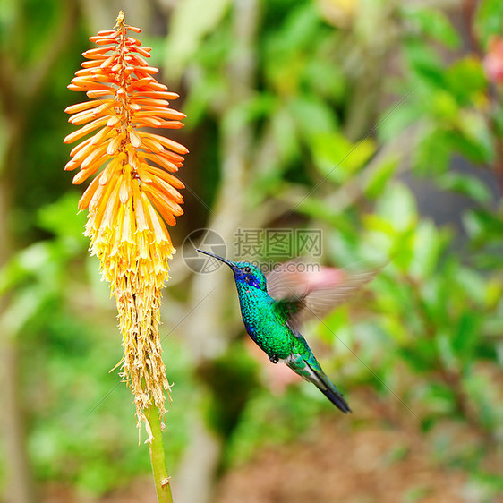 美丽的蓝绿色蜂鸟飞越热带橙色 f上空飞行动物群花瓣树叶宏观红喉阳光日光背景移民图片