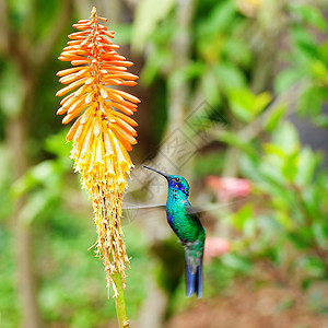 美丽的蓝绿色蜂鸟飞越热带橙色 f上空移民阳光生活女性背景草地红喉飞行花瓣晴天图片