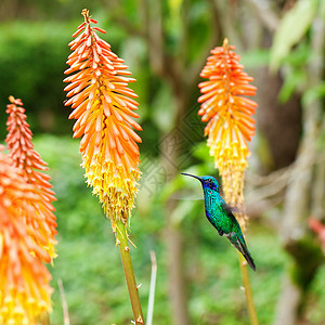 美丽的蓝绿色蜂鸟飞越热带橙色 f上空树叶生活阳光草地背景植物群宏观动物群移民红喉图片