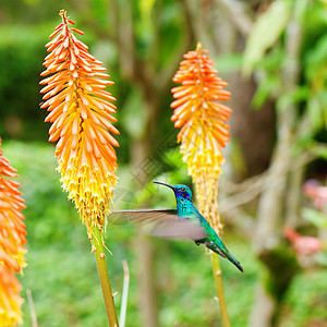 美丽的蓝绿色蜂鸟飞越热带橙色 f上空花瓣日光宏观移民植物群晴天飞行翅膀背景树叶图片