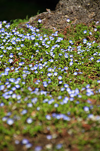 草地上的近代氏花朵肌炎宏观野花花园蓝色绿色花瓣季节植物叶子图片