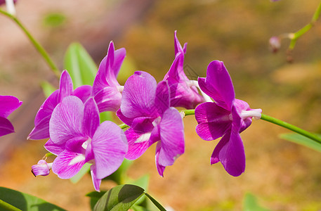 美丽的兰花环境热带装饰风格叶子植物群植物紫色花束农村图片