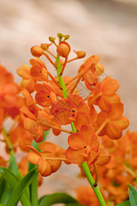 美丽的兰花叶子紫色装饰花瓣热带花园农村植物学背景环境图片