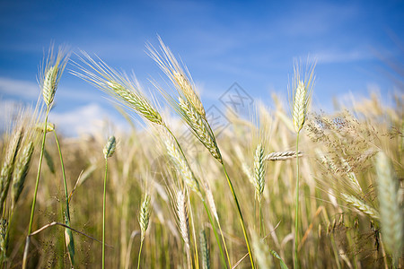 在农场种植的几乎成熟的大麦耳烘烤谷物植物耳朵农村季节麦田场地金子培育图片