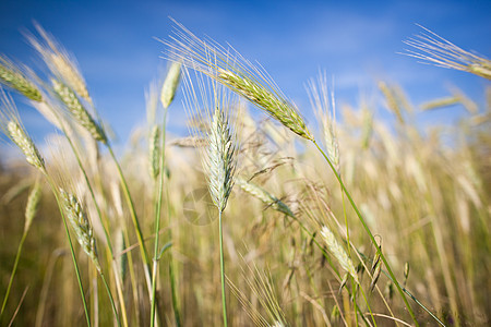 在农场种植的几乎成熟的大麦耳金子粮食稻草麦田培育种子蓝色农村面包季节图片