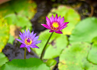 粉色莲花池塘温泉宏观百合森林荒野树叶季节荷花紫色图片