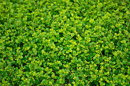 绿叶背景背景场地地面植物群花园公园栅栏草地地毯环境乡村图片