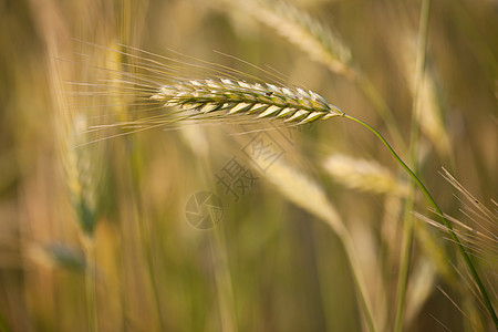 在田野种植的成熟大麦耳玉米生长收成金子耳朵季节麦田种子场地营养图片
