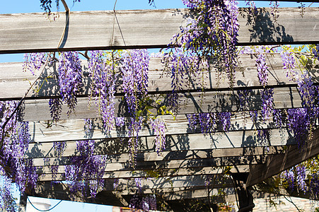 西部地区美丽花园园艺植物薰衣草白色蓝色宏观花朵紫色图片