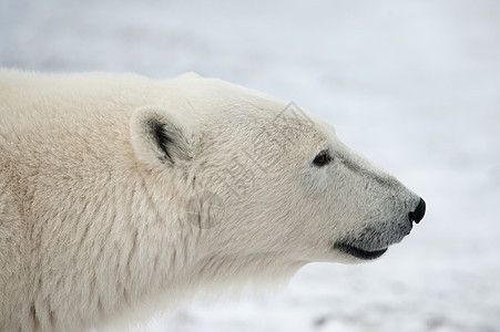 北极熊的肖像爪子野生动物濒危栖息地鼻子旅行天气捕食者危险毛皮图片