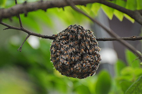 蜜蜂权威领导花粉宏观蜂蜜蜂窝表扬药品金子梳理图片