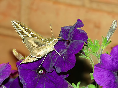 白线 sphinx Hyles 线形花蜜昆虫生物鞘翅目航班生活臭虫昆虫学生态动物图片