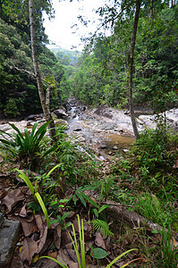高地丛林木头流动公园植物热带石头瀑布叶子旅行岩石图片