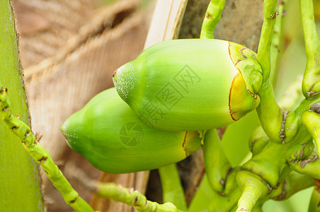 婴儿椰子情调生长花园营养叶子团体异国牛奶热带植物学图片