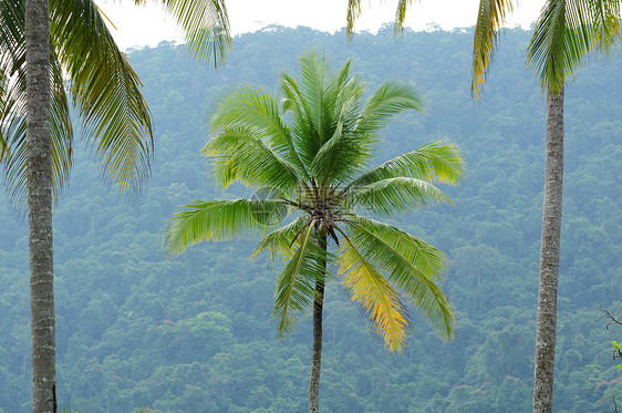 椰子树情调生长异国棕榈维生素热带植物椰子蔬菜植物学图片
