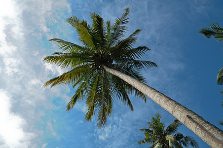 椰子树蔬菜椰子食物营养坚果异国棕榈假期情调水果图片