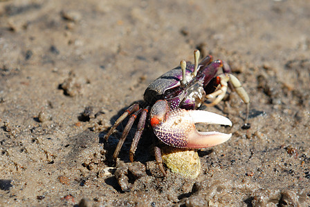 鬼螃蟹生态生物野生动物沿海爪子海洋甲壳眼睛环境警报图片