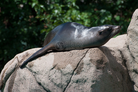 封闭在一块岩石上荒野海豹野生动物海狗海狮动物园哺乳动物图片