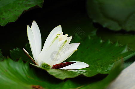 白莲花花植物学季节环境昆虫紫色热带宗教池塘宏观荷花图片