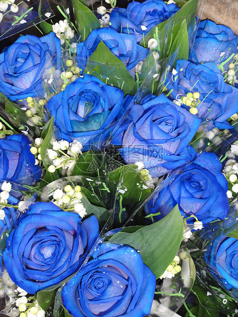 蓝玫瑰宏观花瓣花朵花店蓝色玫瑰图片