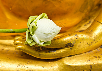 佛像中的莲花雕像金子佛教徒寺庙冥想精神宗教上帝粉色黄色图片