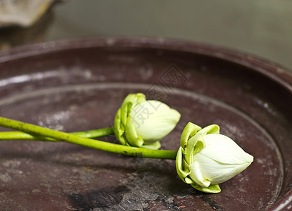 白莲花植物学宏观情调异国绿色木板植物群白色花瓣植物图片