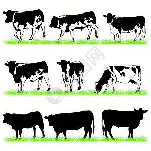奶牛和公牛集图片