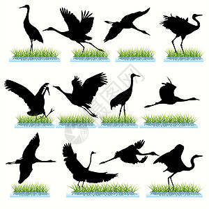苍鹭Cranes 环形轮式插画