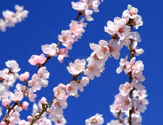 春杏树花图片