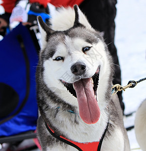 工作时的哈斯基雪橇狗犬类眼睛冒险动物舌头朋友竞赛运输跑步速度图片