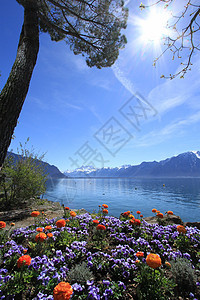 瑞士蒙特勒日内瓦湖的春天瑞士蒙特勒松树旅游花朵橙子太阳全景山脉旅行天空植物图片