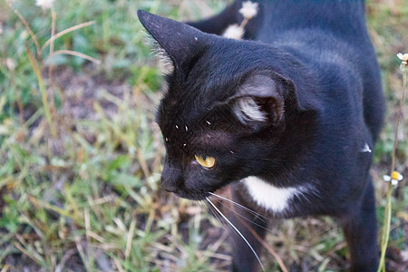 黑黑猫4图片