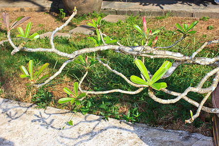 香卡香水热带树叶玉兰花瓣温泉花束生活植物植物群图片