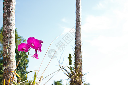 粉红色兰花2color图片