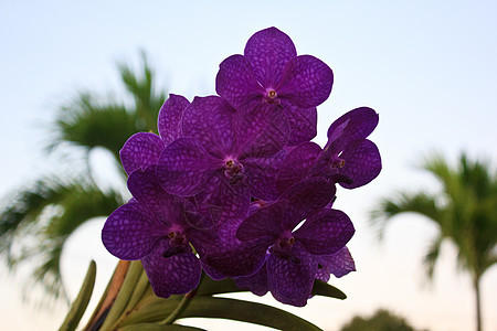 紫兰花紫色异国兰花花园植物群情调花瓣植物学植物脆弱性图片