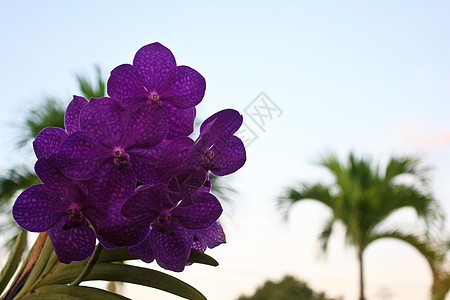 紫兰花2color图片