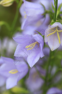 甘露花花花瓣季节性宏观生长花束园艺植物蓝色花园绿色图片