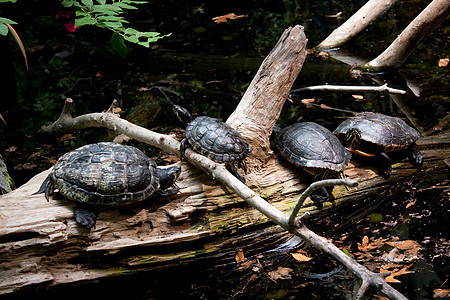 四只海龟在日志上休息图片