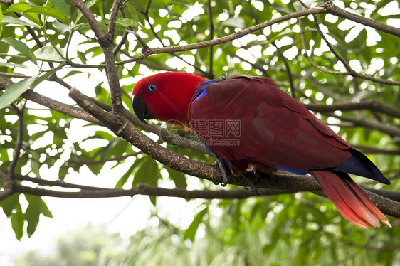 彩色 Lory 鹦鹉宠物爱情动物野生动物金刚鹦鹉特写栖息镜头动物园翅膀图片