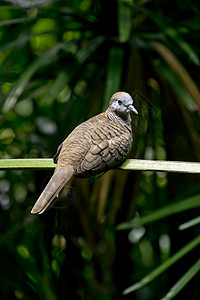 棕色鸽子斑鸠航班翅膀鸣禽灰色观鸟森林栖息鸟类特写图片