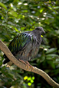 尼科巴鸽木头栖息动物园树干脊椎动物动物旅行俘虏森林公园图片