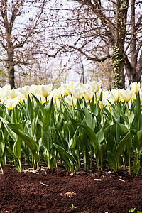 Tulips  雅普根品种植物边界花瓣植物群花店季节花园阳光叶子公园图片