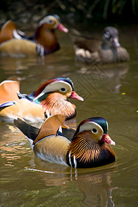 中内陆鸭动物荒野情调动物群鸳鸯野生动物蓝色水鸟翅膀游泳图片