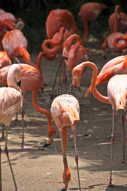 加勒比烈火橡胶火烈鸟翅膀荒野姿势动物群热带异国野生动物动物园图片